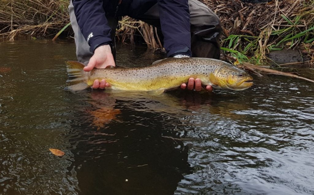Dette billede illustrere Genopretning af å giver bedre levesteder for fisk, vandløbsinsekter og vandløbsplanter