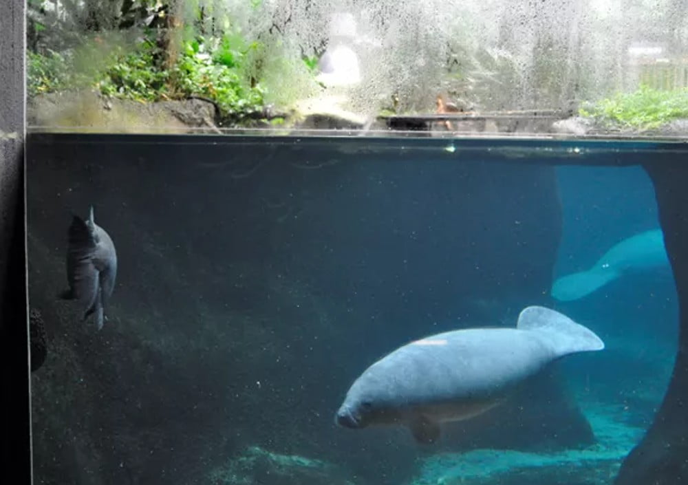 Dette billede illustrere Insatech – Odense ZOO fik hurtig assistance ved søkøerne