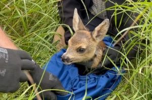 Rådyrlam efter mærkning med GPS-halsbånd, klar til flytning og genudsætning (translokation) hvor der ikke høstes græs.