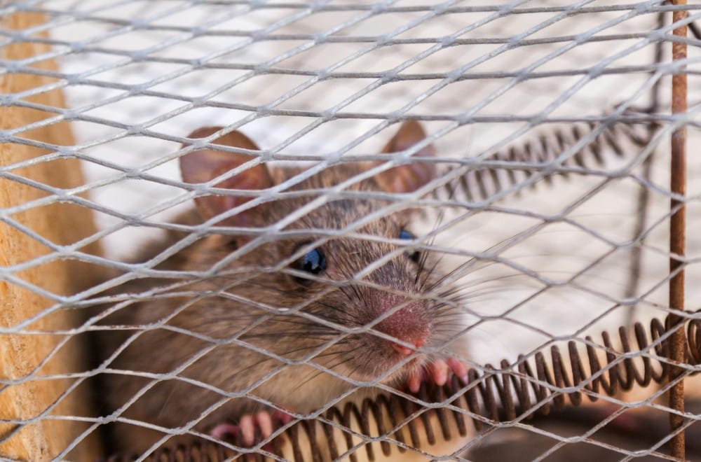 Skadedyrsbekæmpelse